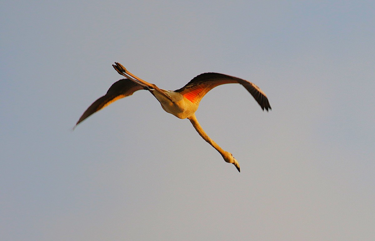 Greater Flamingo - ML631137279