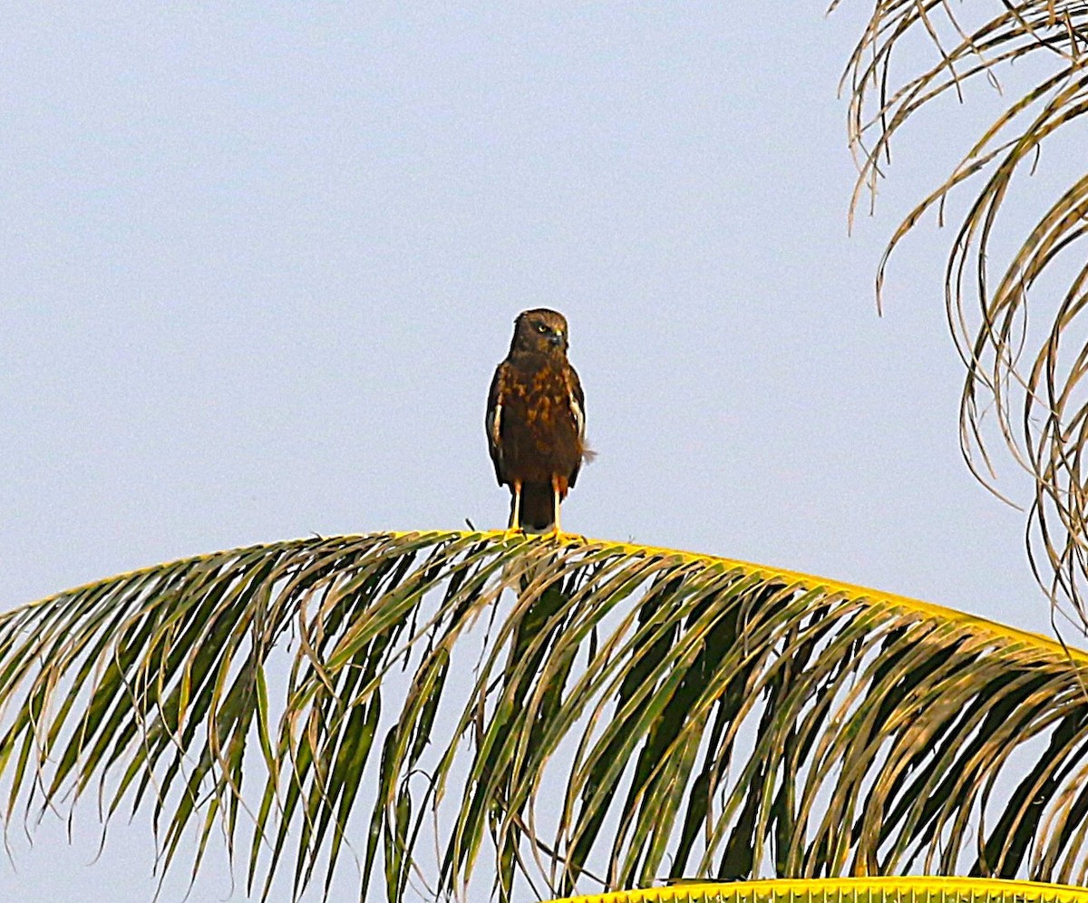 Western Marsh Harrier - ML631137323