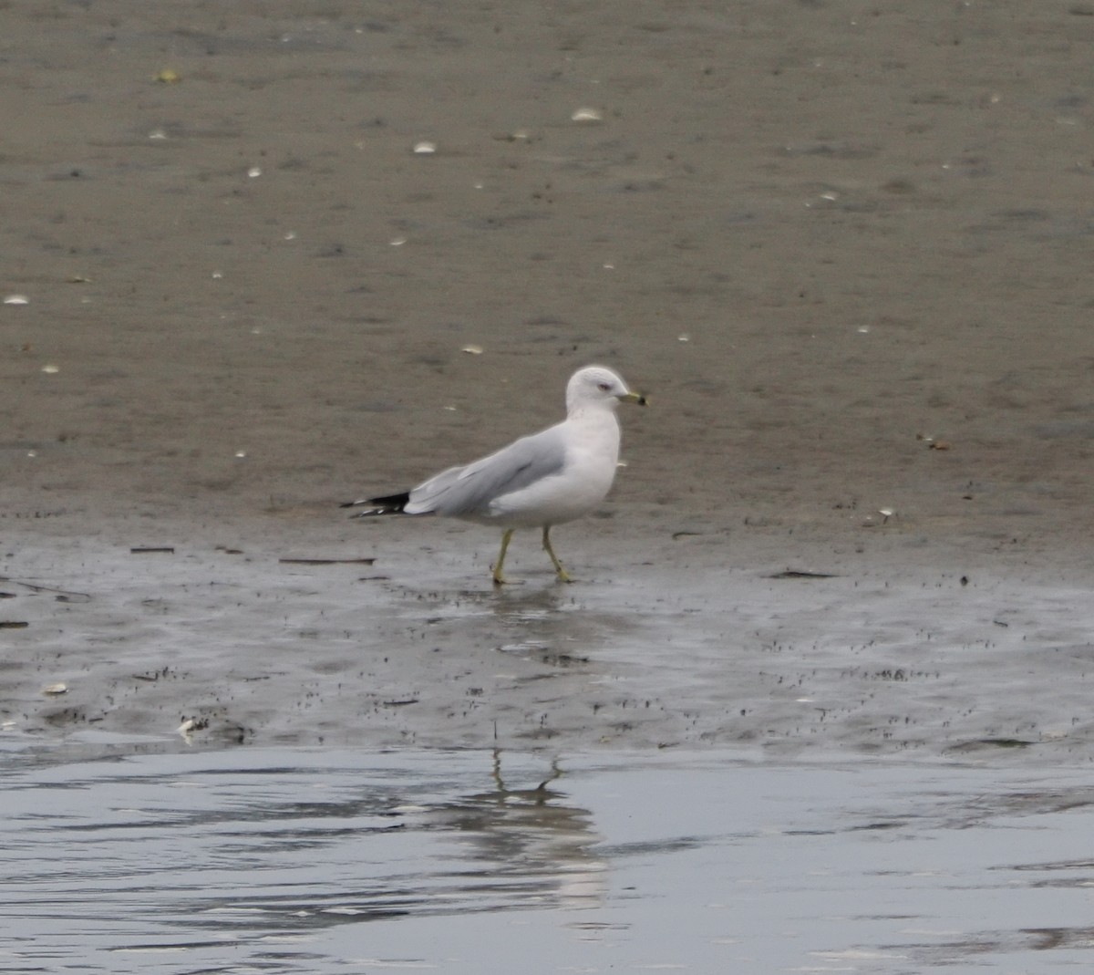 クロワカモメ - ML631137328