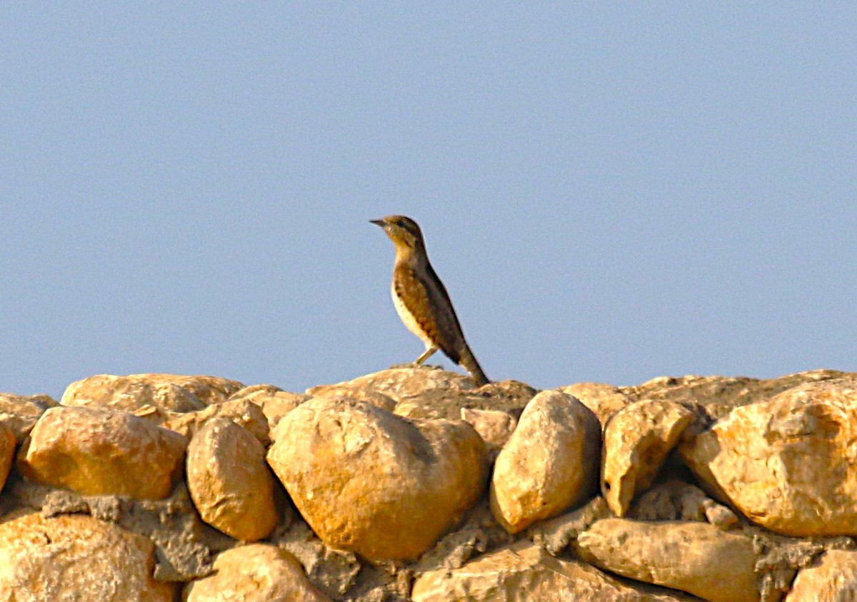 Eurasian Wryneck - ML631137382