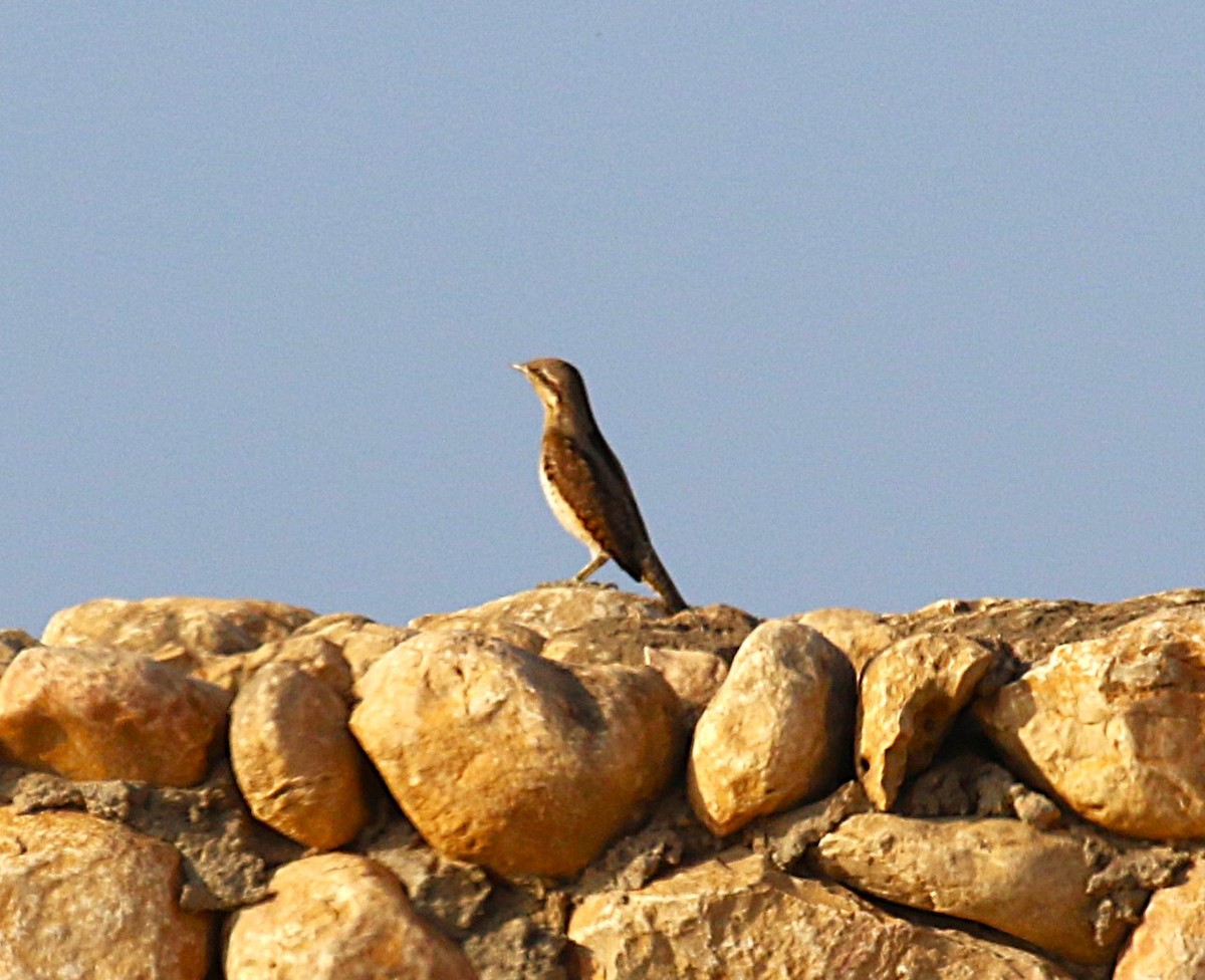 Eurasian Wryneck - ML631137383