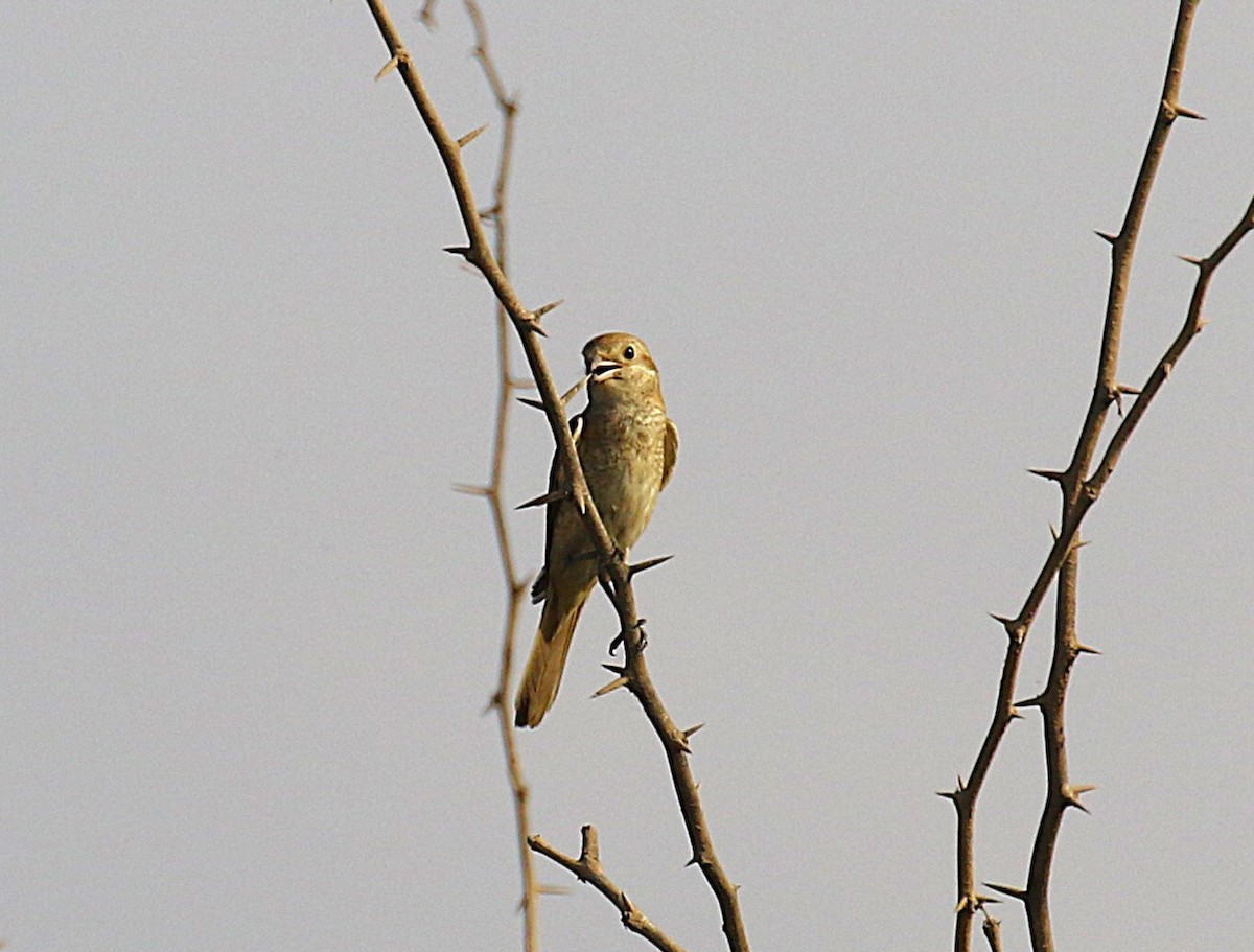 Isabelline Shrike (Daurian) - ML631137394