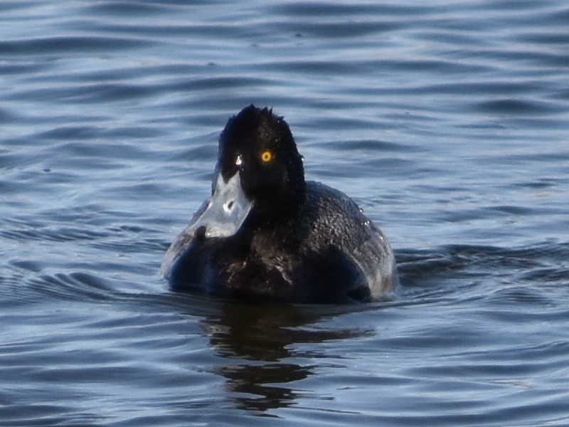 polák vlnkovaný - ML631137749