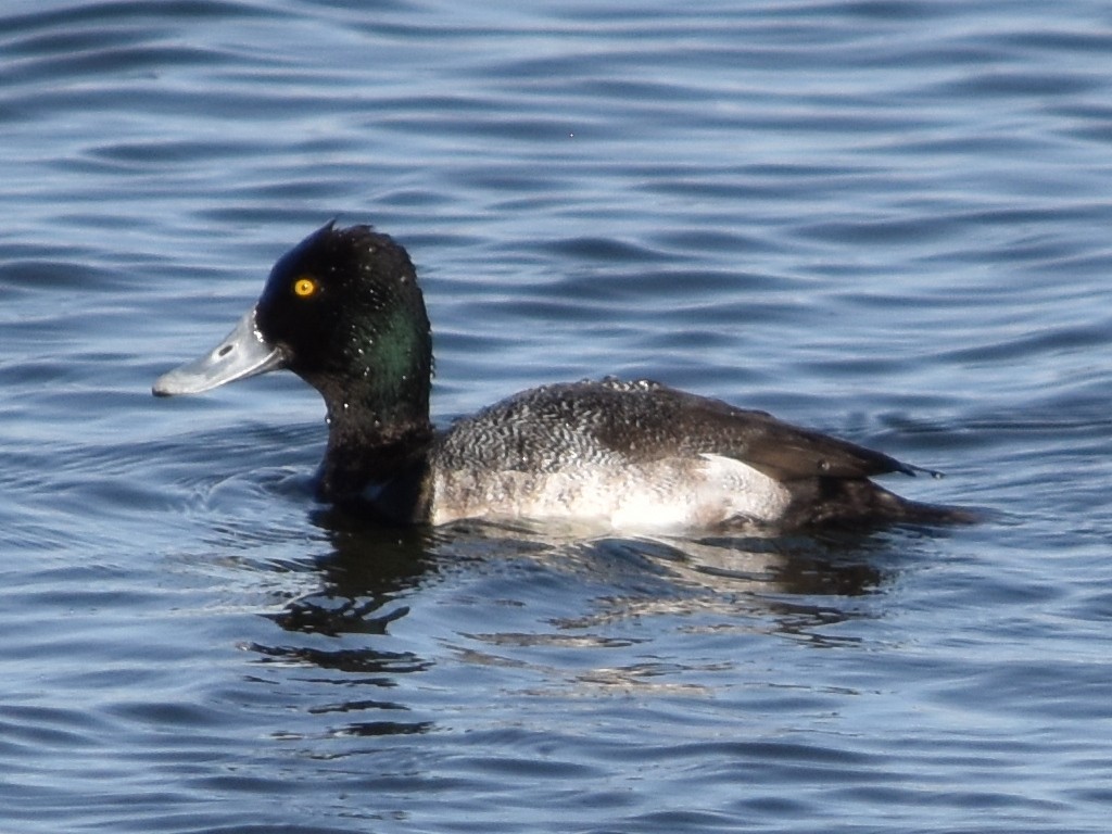 polák vlnkovaný - ML631137750