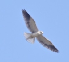 Black-winged Kite - ML631137836