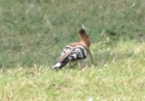 Common Hoopoe - ML631137849