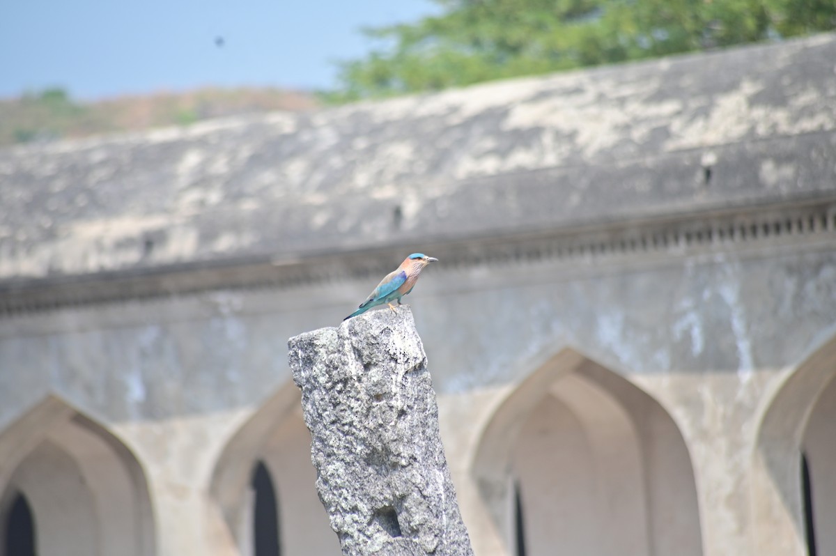 Indian Roller - ML631137873