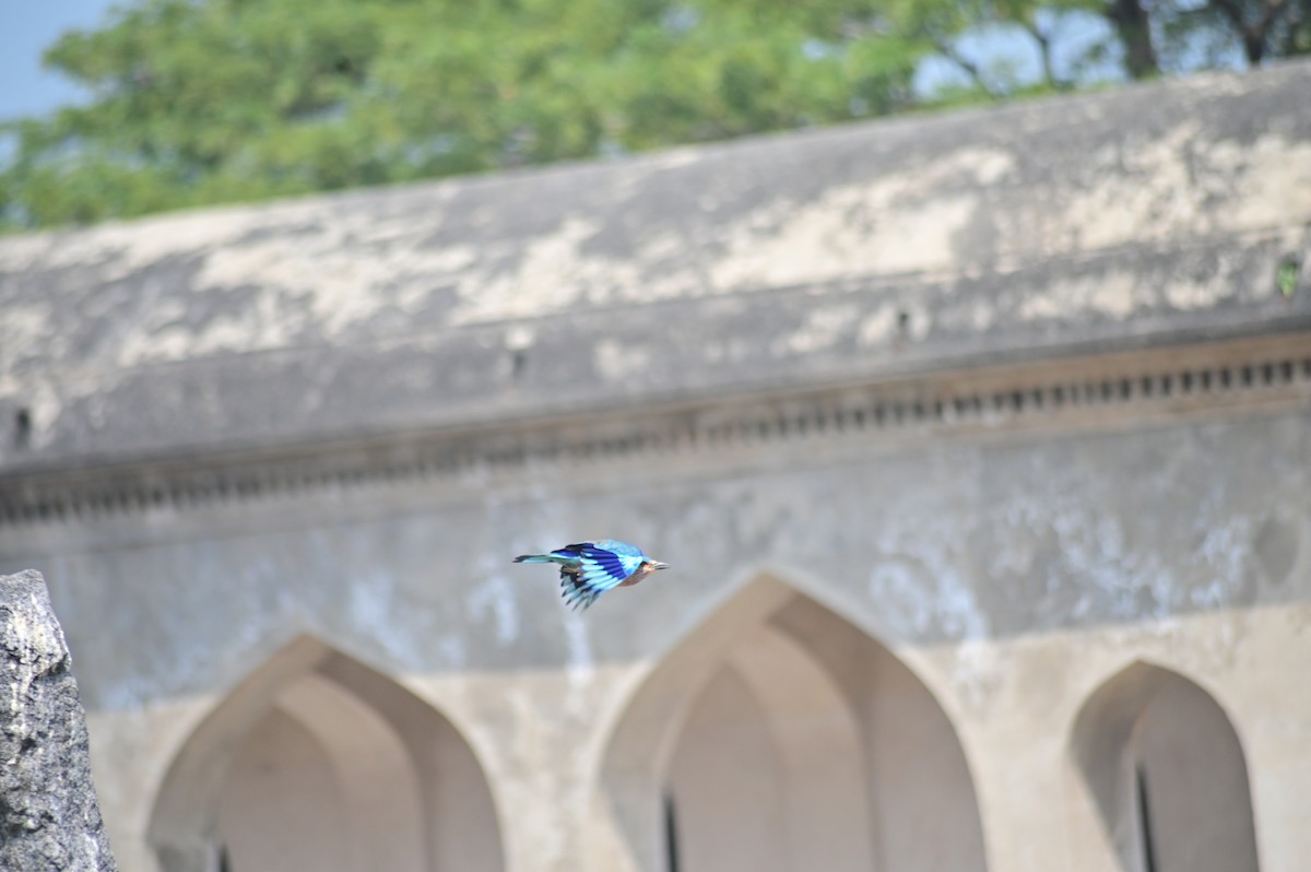 Indian Roller - ML631137893