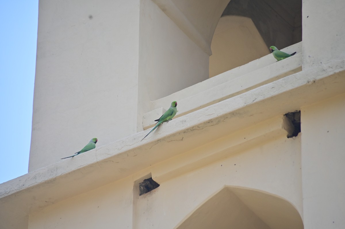 Rose-ringed Parakeet - ML631137903