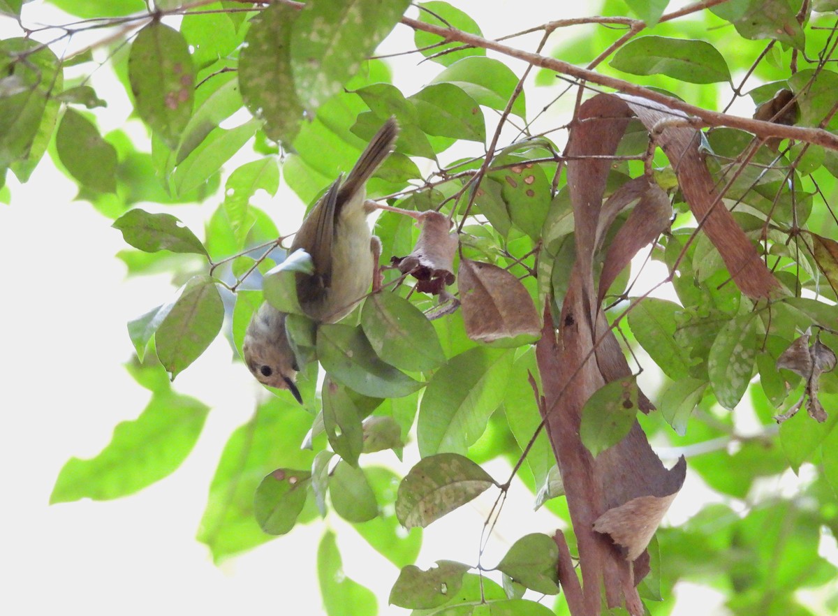 Large-billed Scrubwren - ML631138082