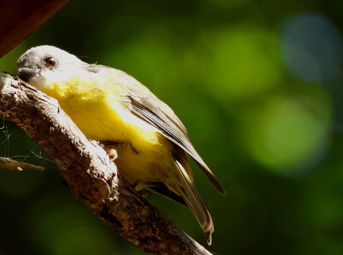 Eastern Yellow Robin - ML631138142