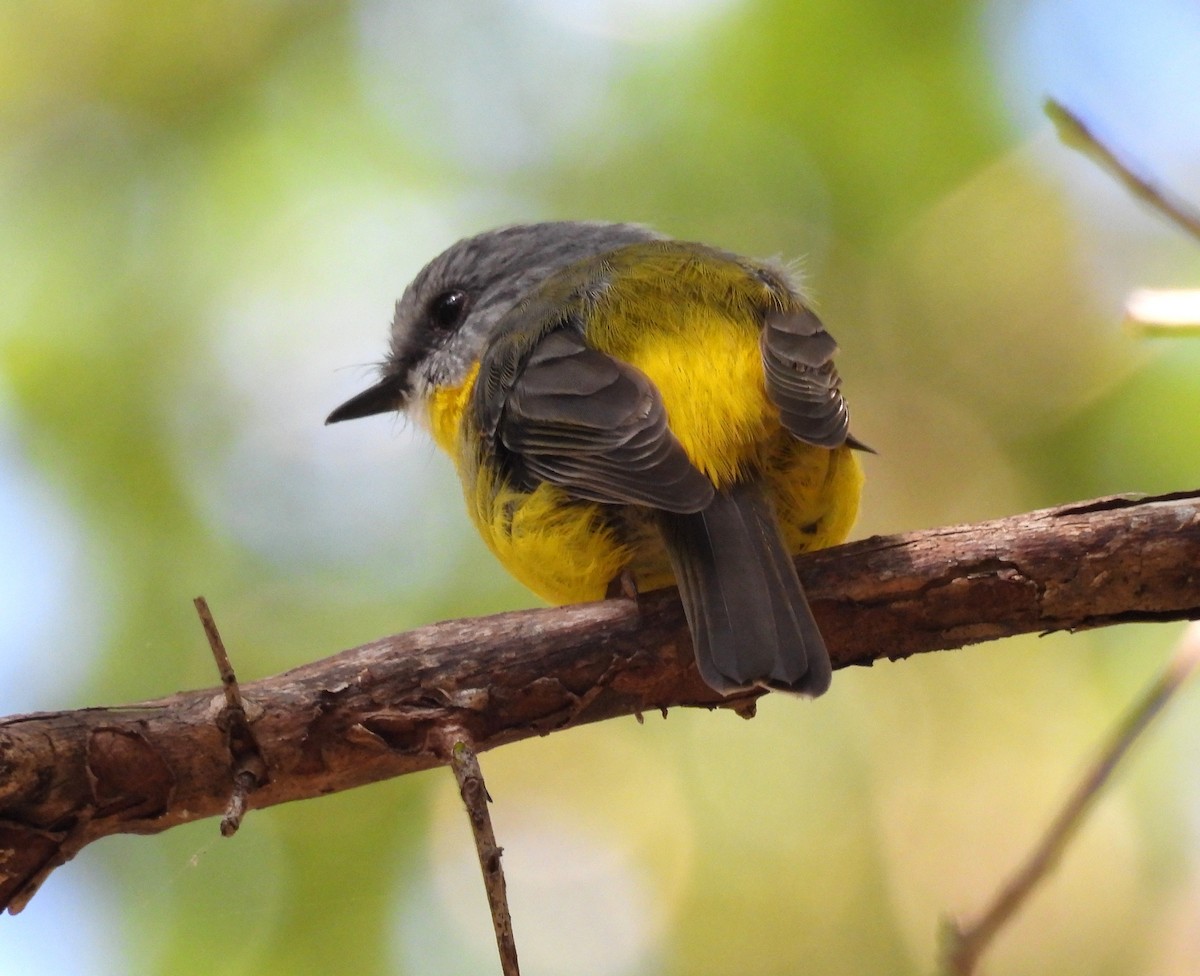 Eastern Yellow Robin - ML631138143