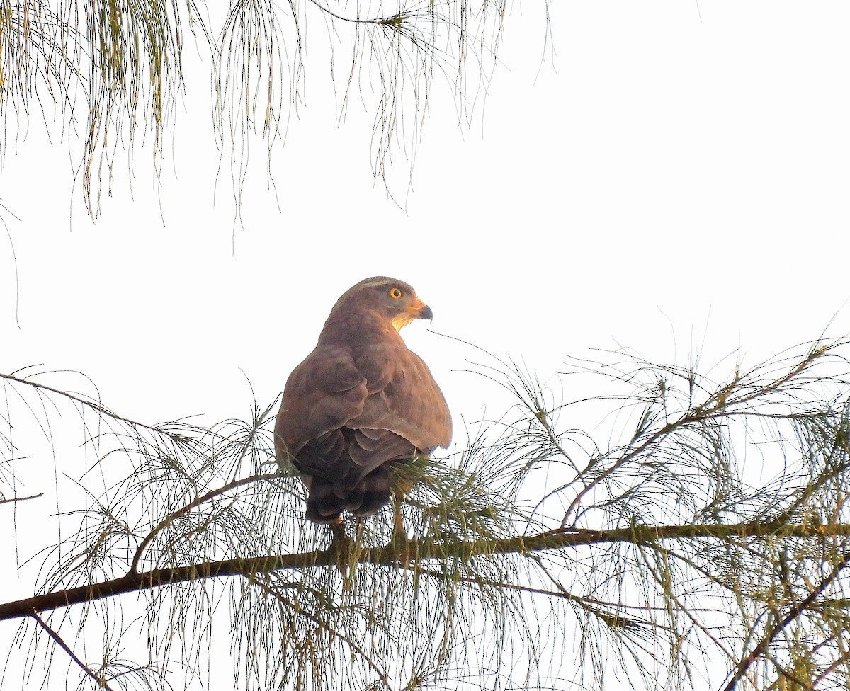 Саржуу харцгай - ML631138167