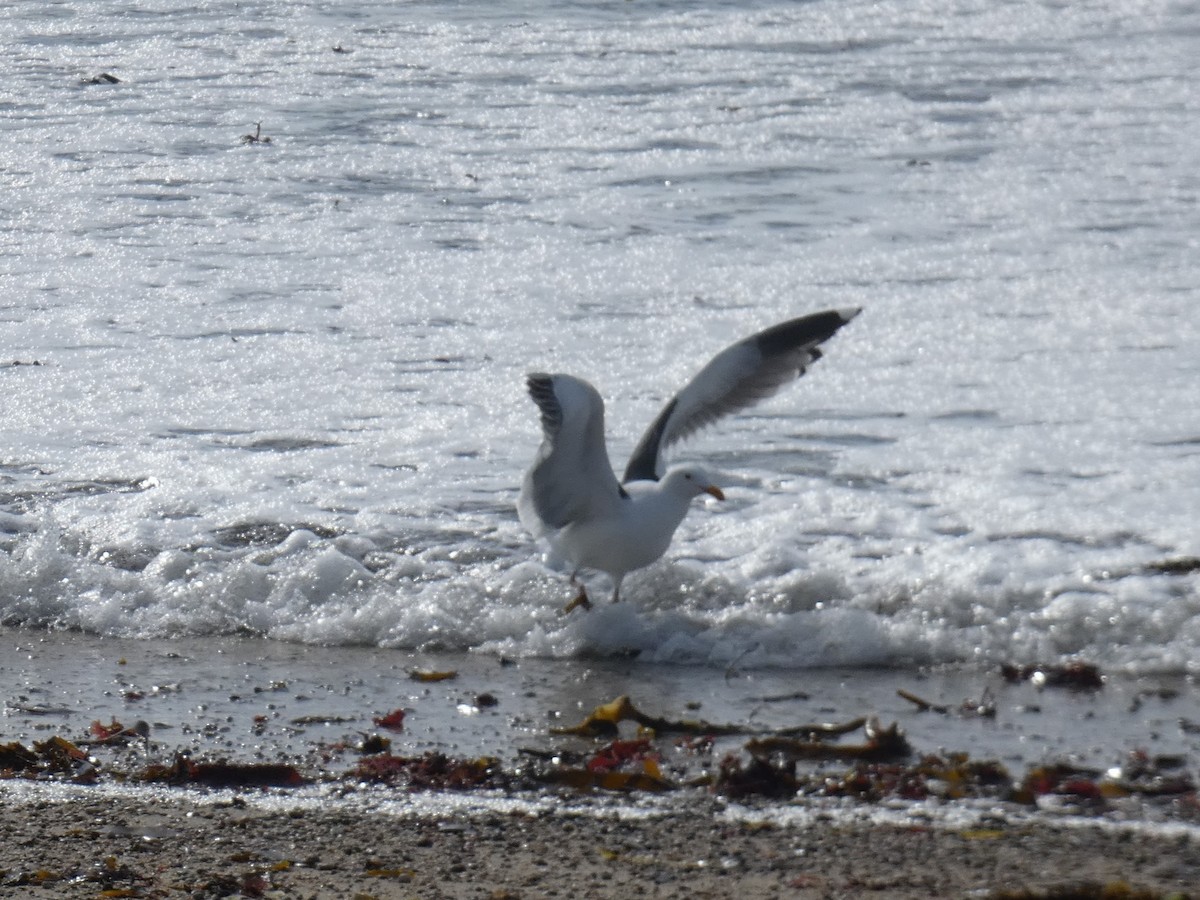 California Gull - ML631138354