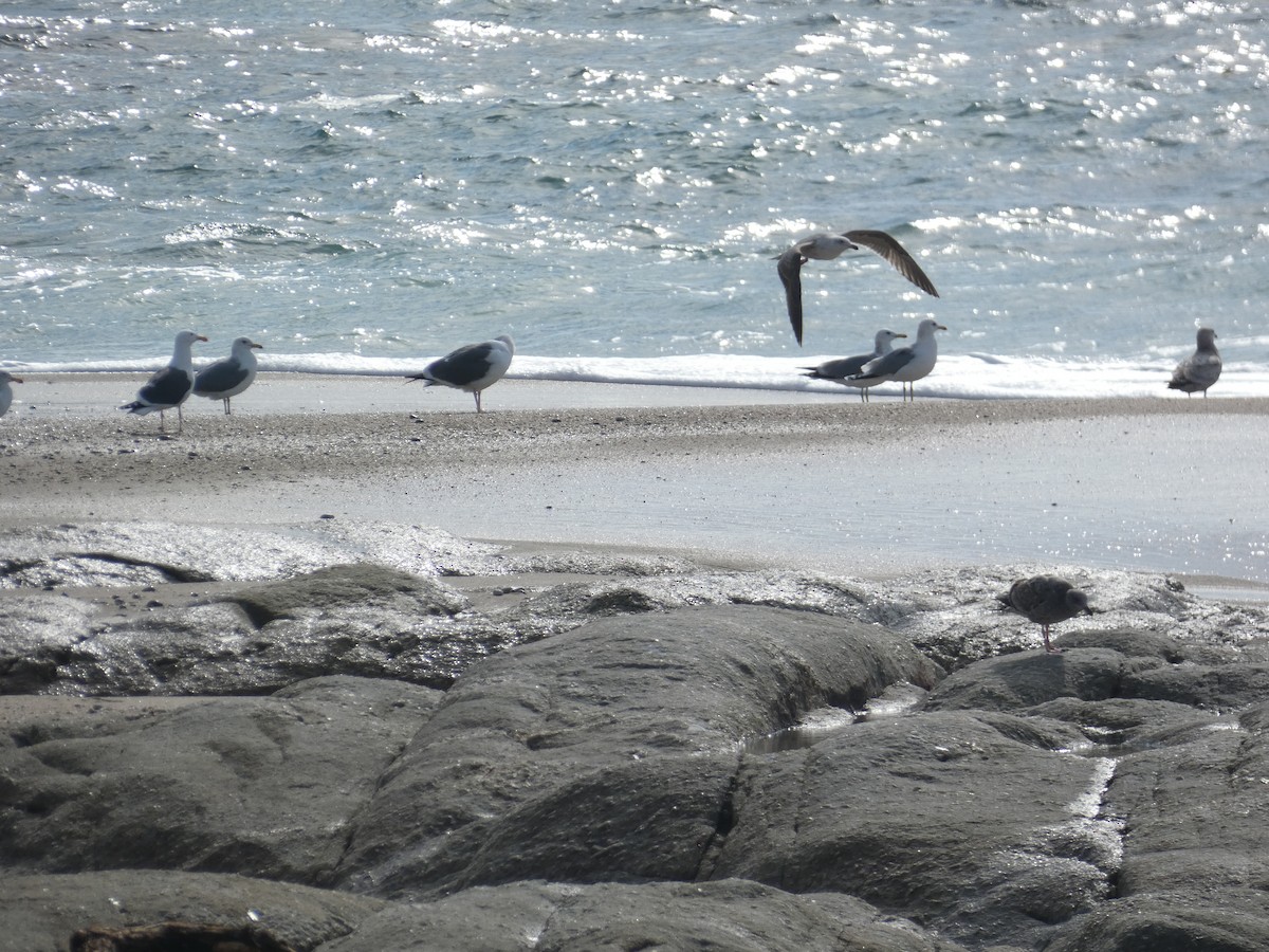 California Gull - ML631138361