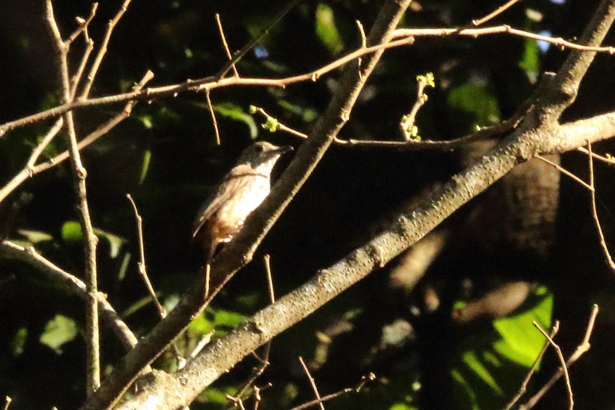 African Shrike-flycatcher - ML631138677