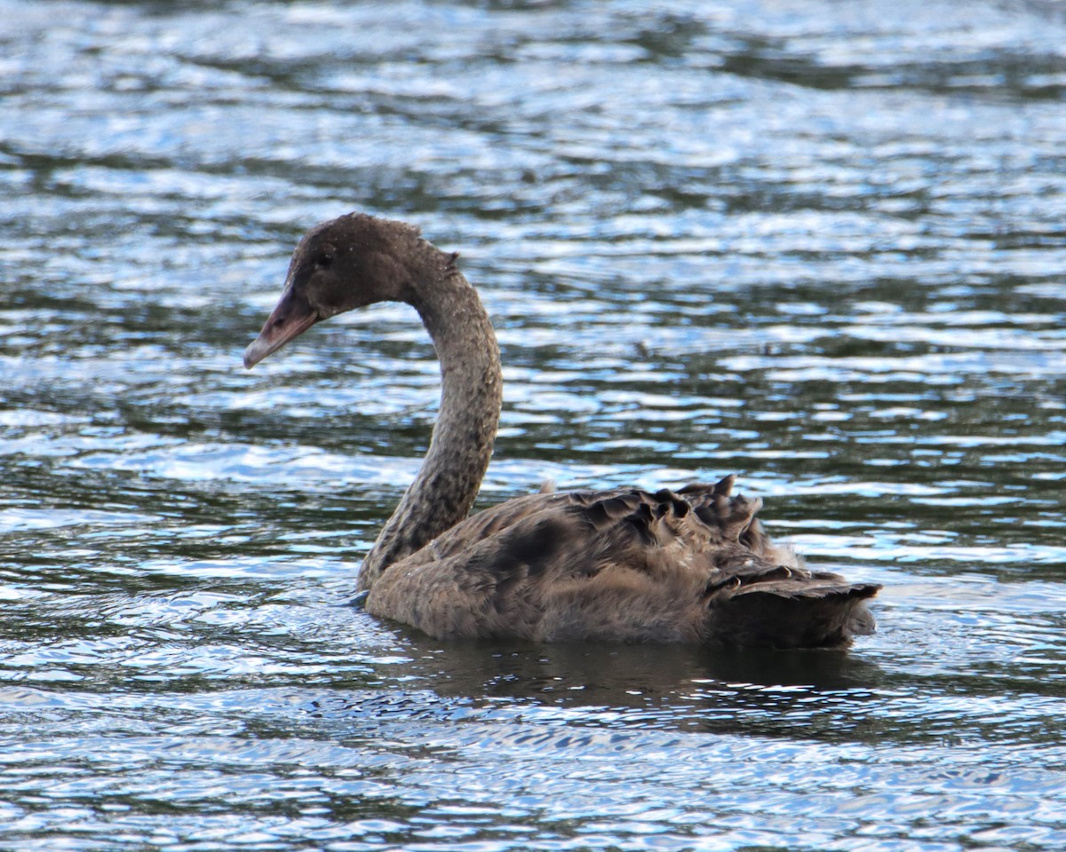 Black Swan - ML631138770