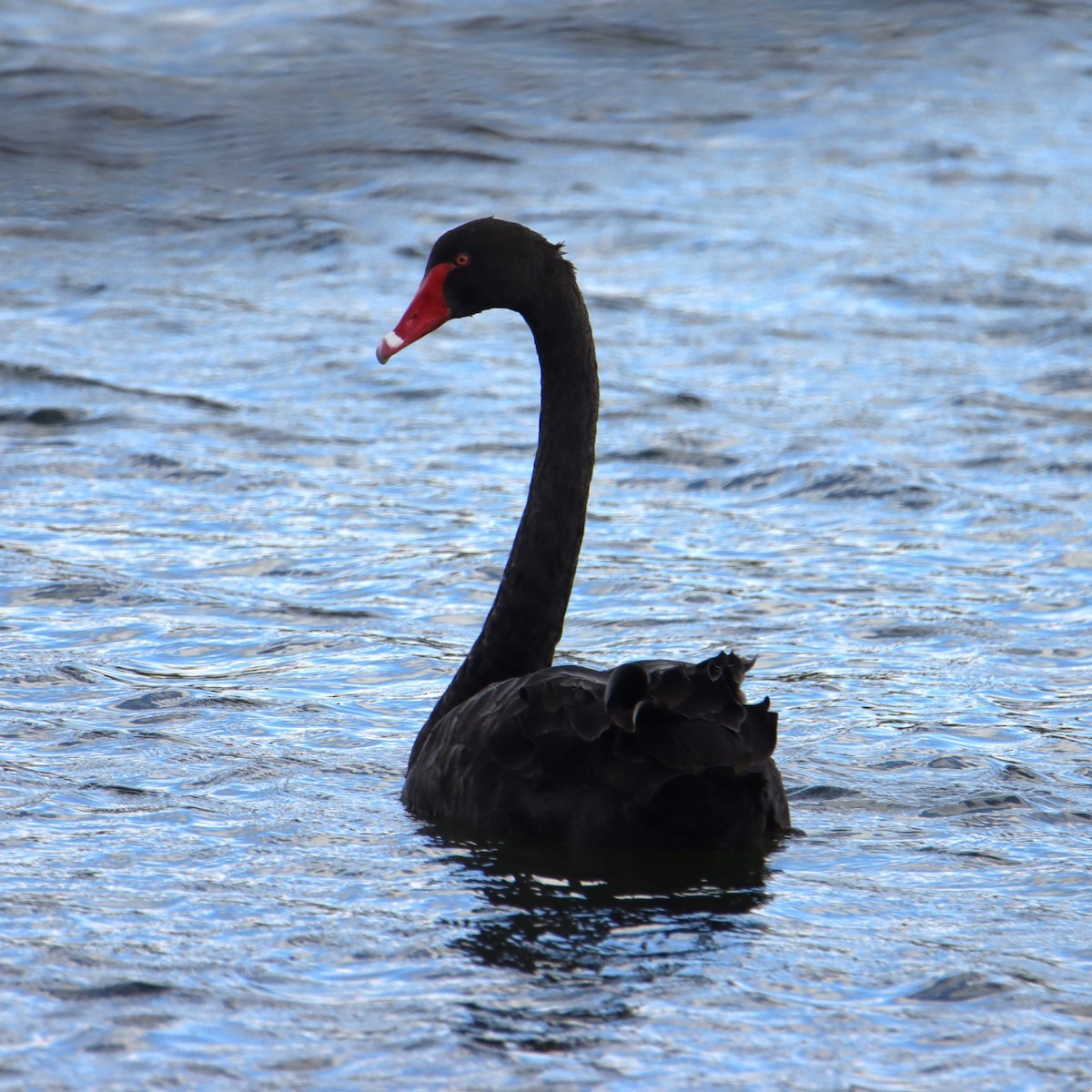 Black Swan - ML631138771