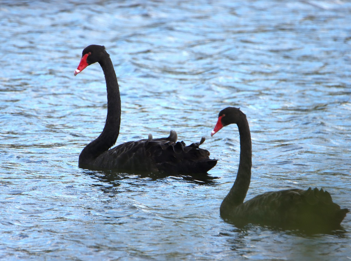 Black Swan - ML631138772