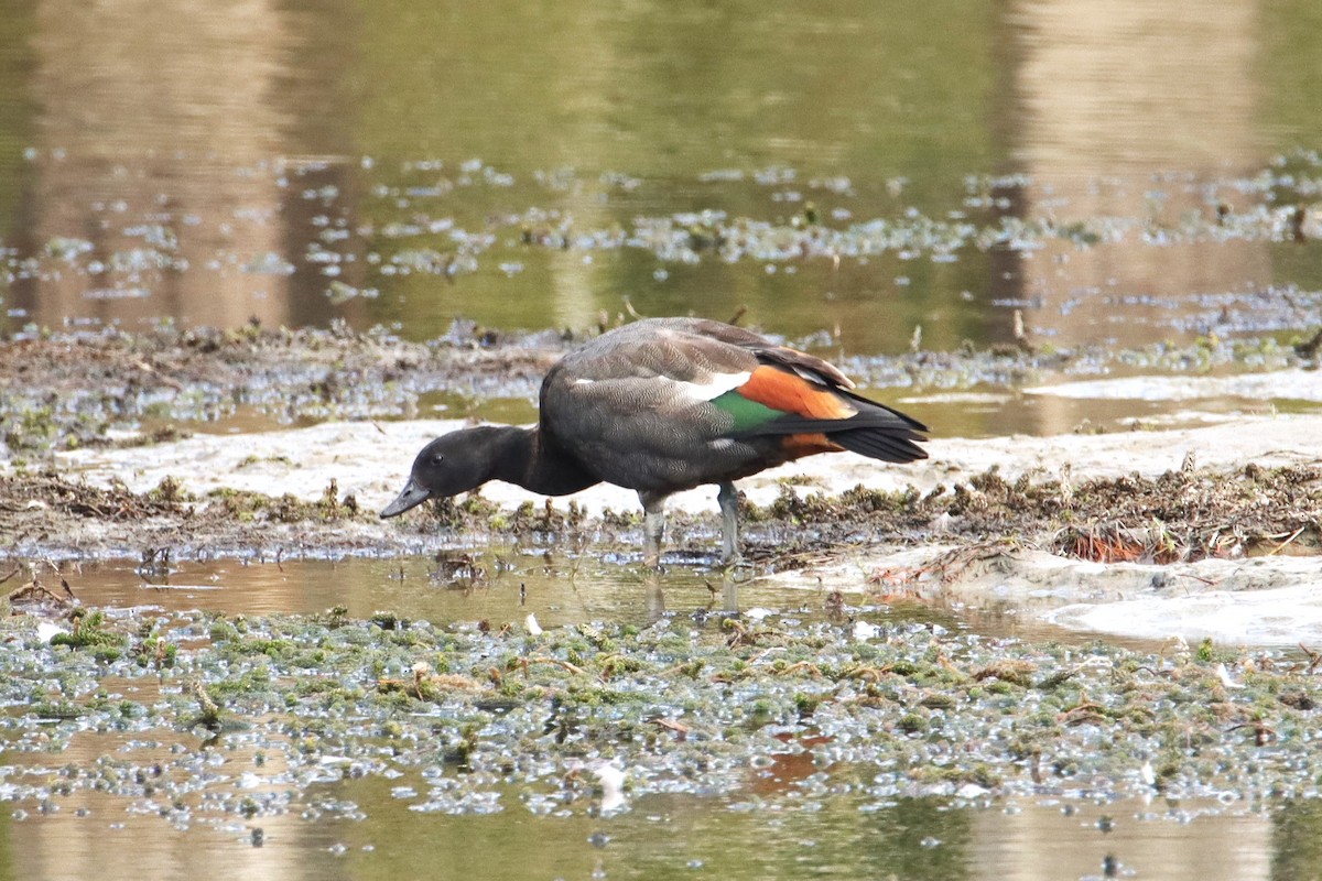 Paradise Shelduck - ML631138780