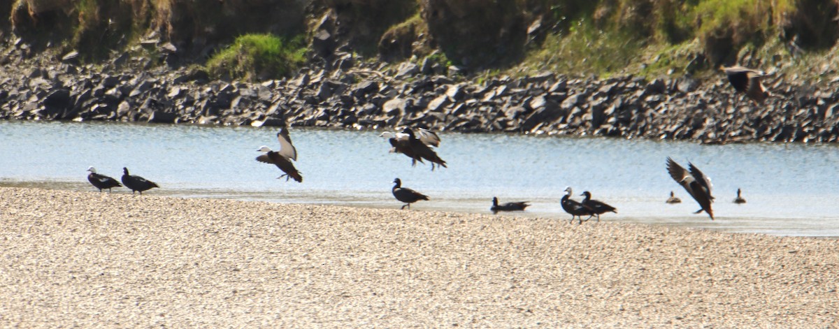 Paradise Shelduck - ML631138781