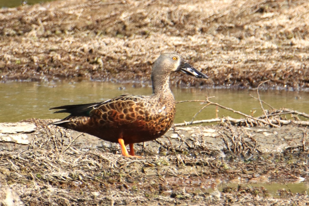 Australasian Shoveler - ML631138791