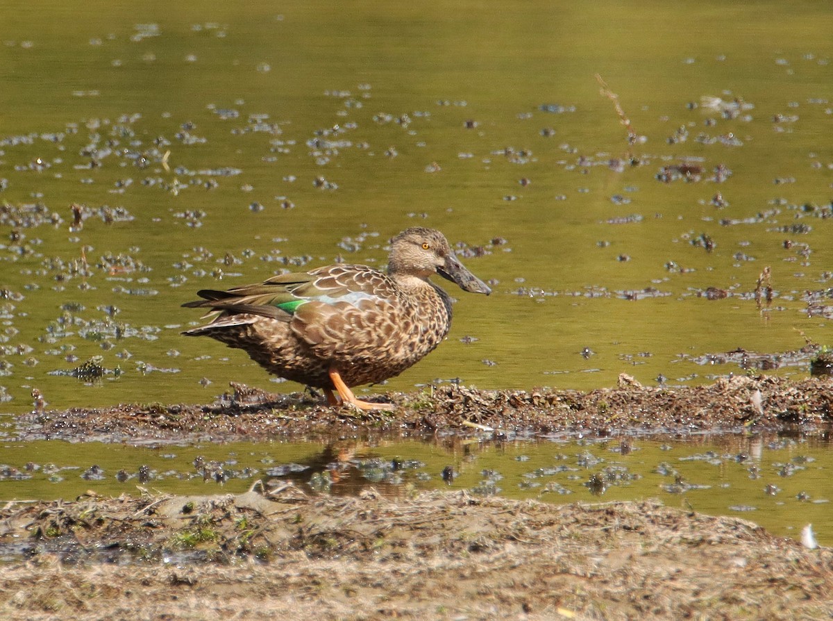 Australasian Shoveler - ML631138792