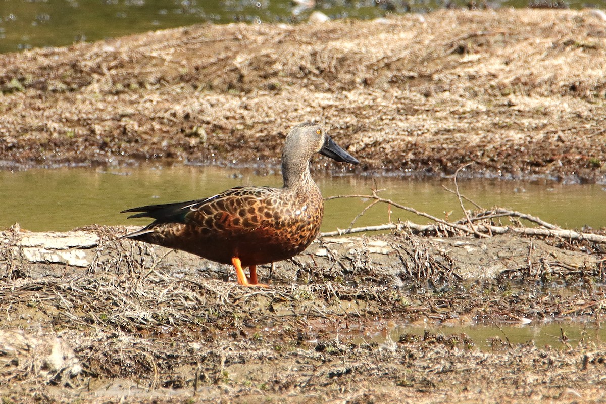 Australasian Shoveler - ML631138793