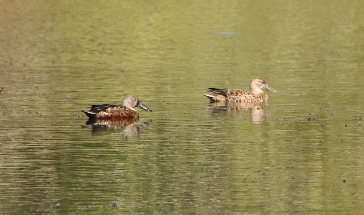 Australasian Shoveler - ML631138794