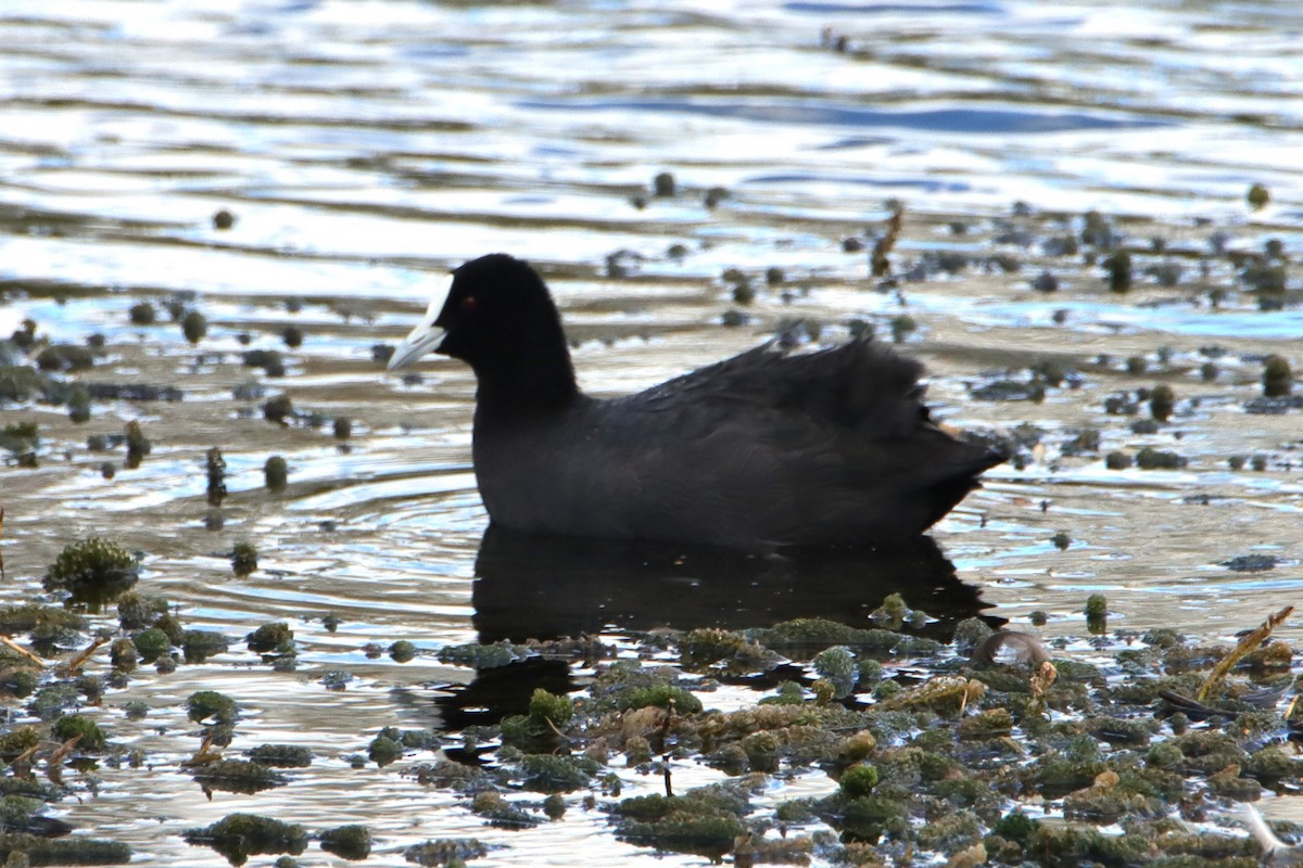 Eurasian Coot - ML631138808