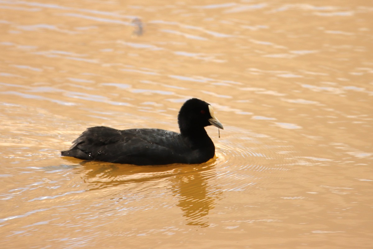 Eurasian Coot - ML631138809