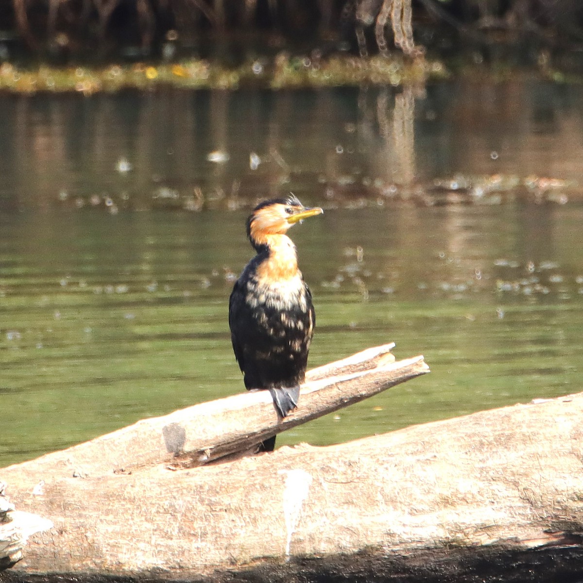 Little Pied Cormorant - ML631138810