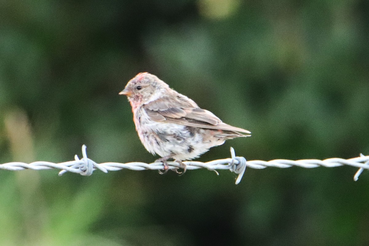 Redpoll - ML631138817