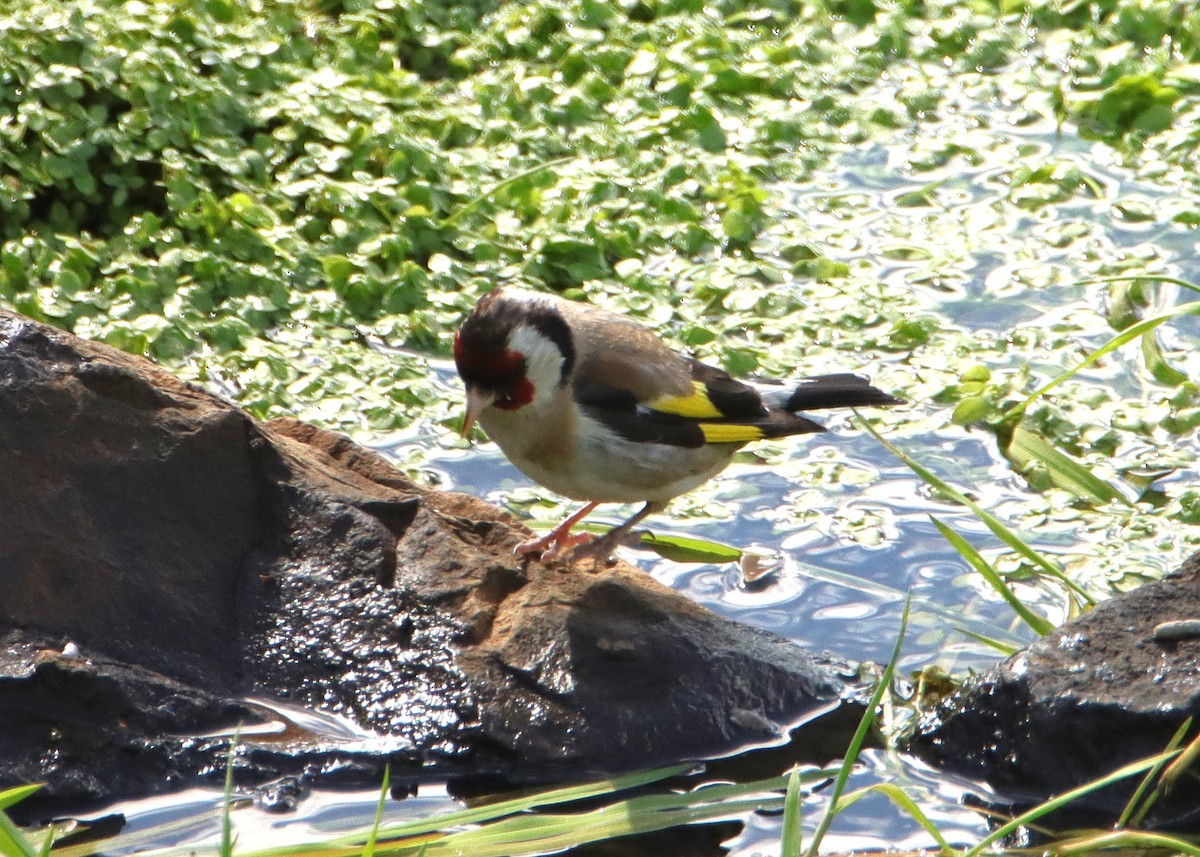 European Goldfinch - ML631138825