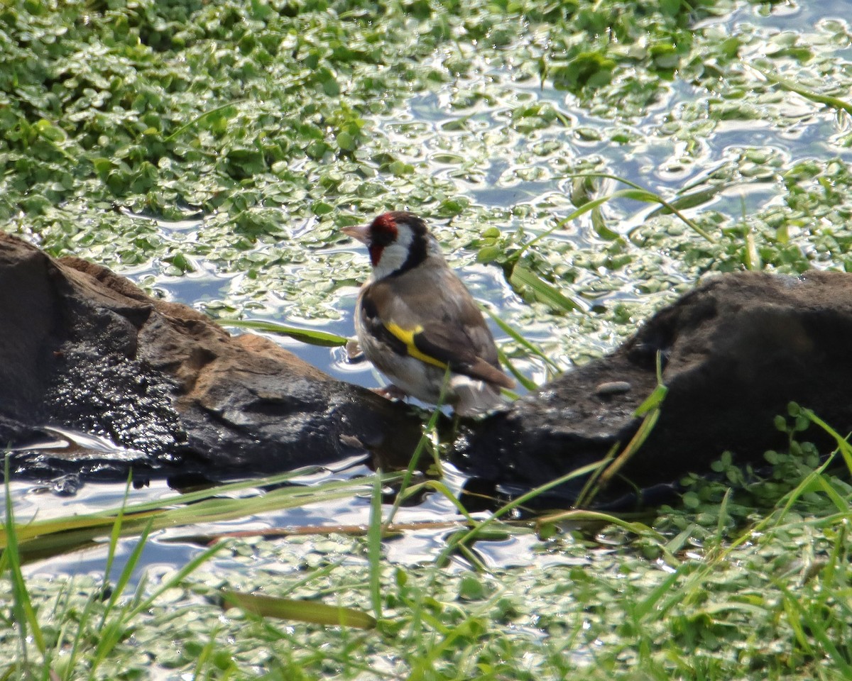 European Goldfinch - ML631138826