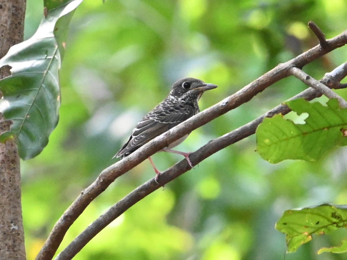 White-throated Rock-Thrush - ML631139187