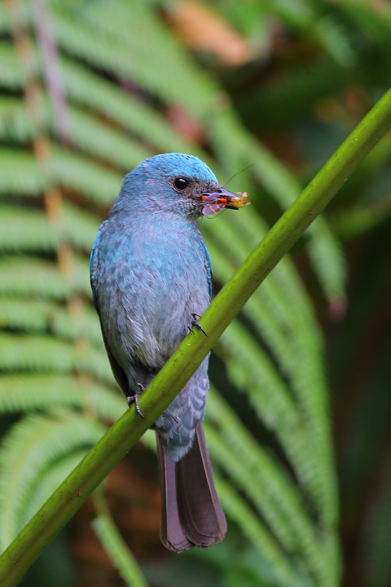 Verditer Flycatcher - ML631139400