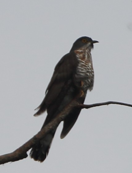 Large Hawk-Cuckoo - ML631139486