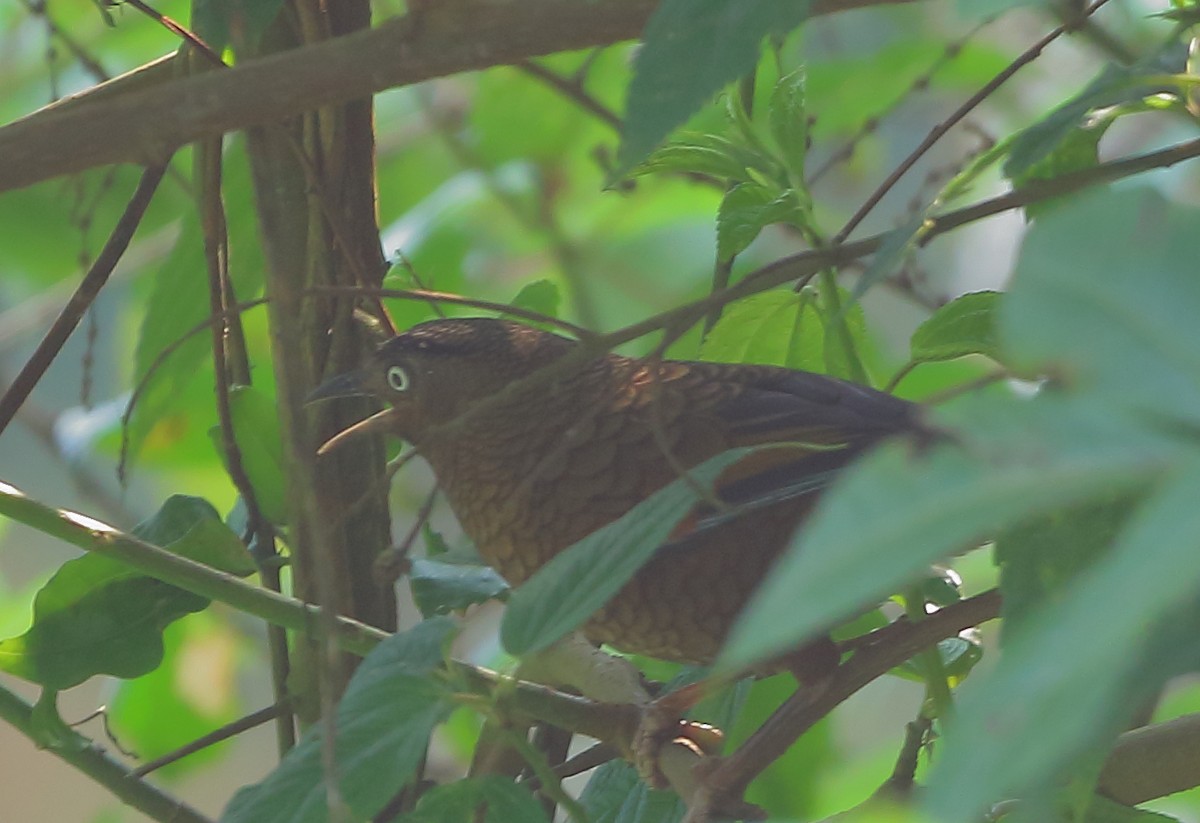 Scaly Laughingthrush - ML631139494