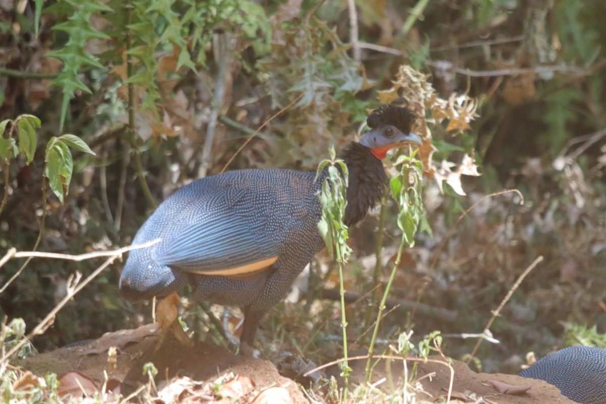 Western Crested Guineafowl - ML631139495