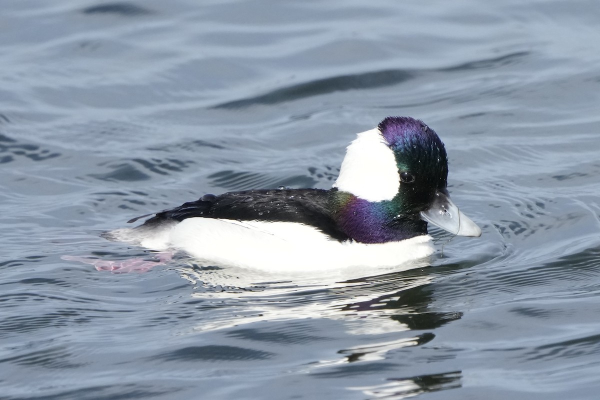 Bufflehead - ML631139497