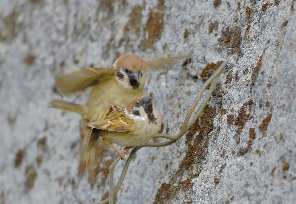 Eurasian Tree Sparrow - ML631139499