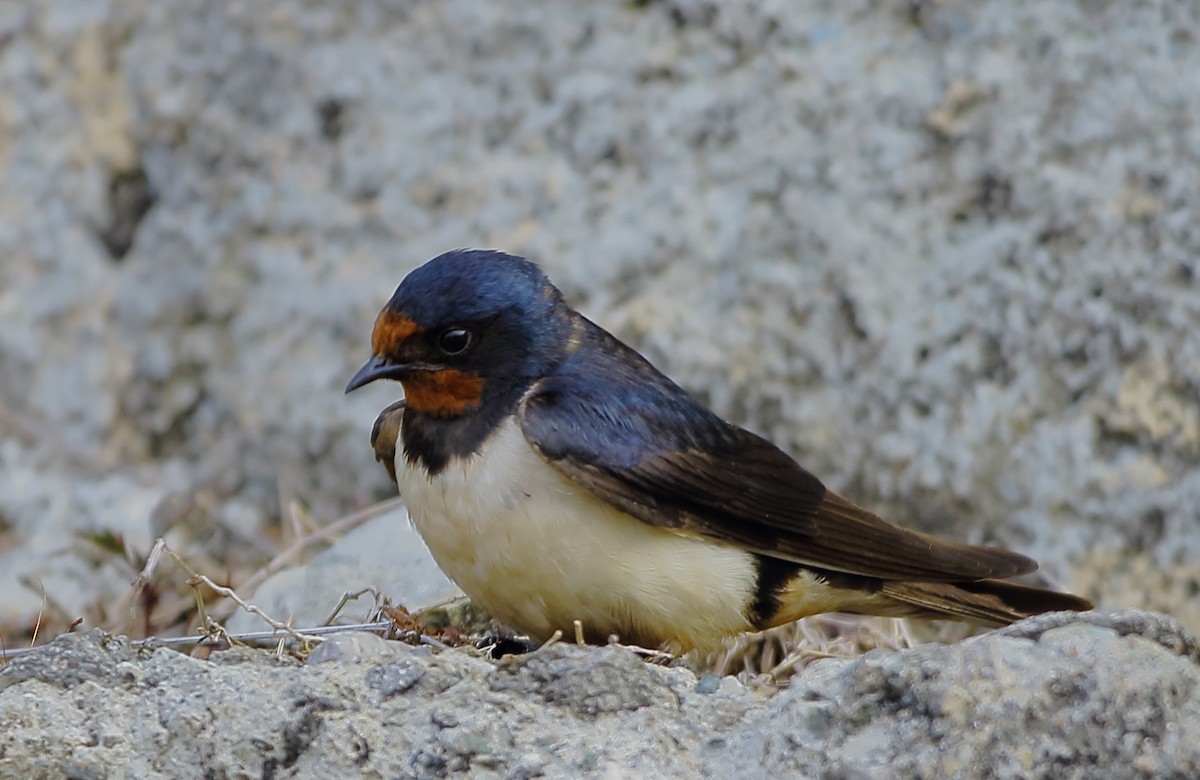Barn Swallow - ML631139504