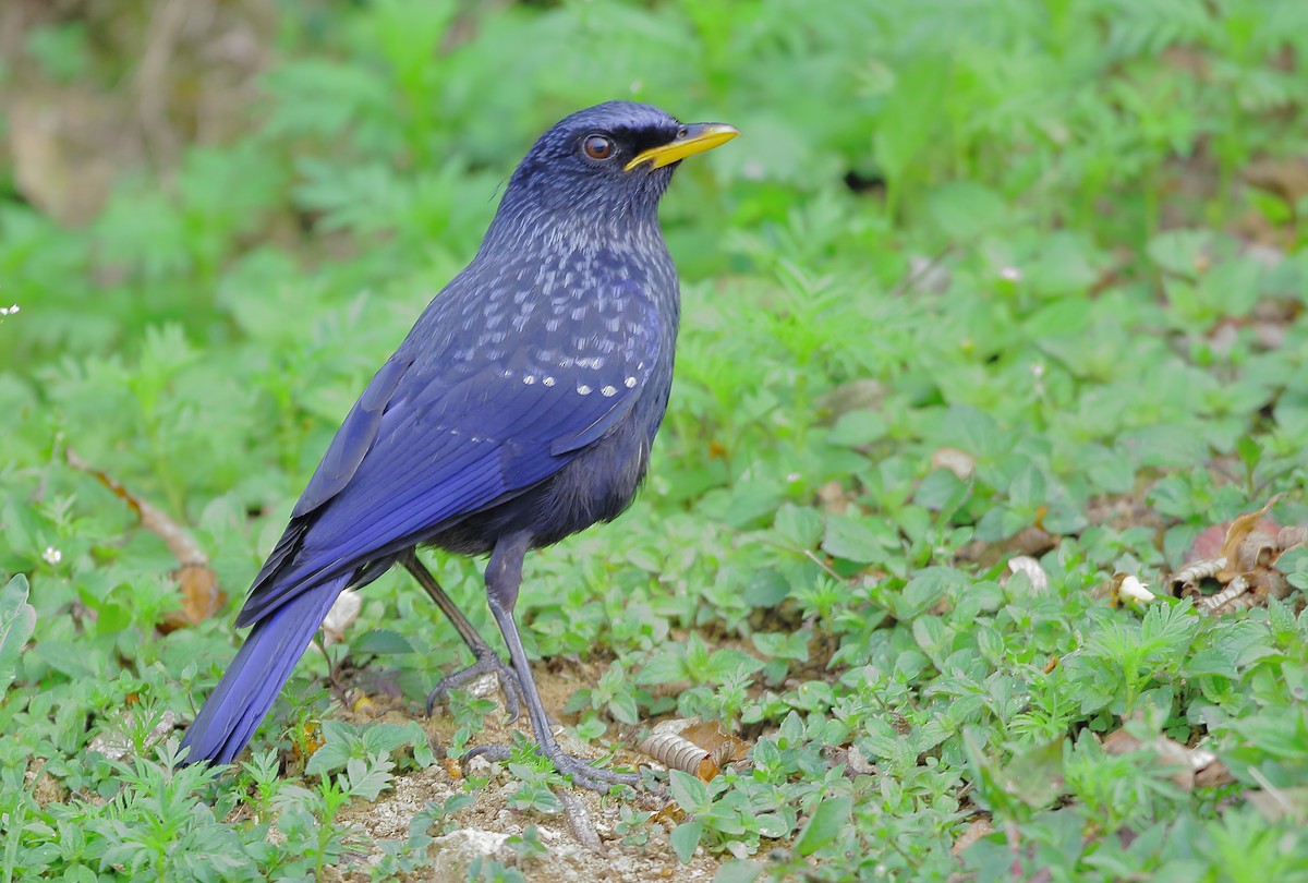 Blue Whistling-Thrush - ML631139507