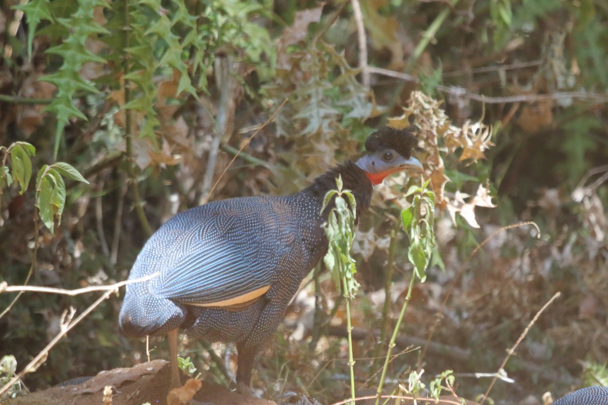 Western Crested Guineafowl - ML631139531