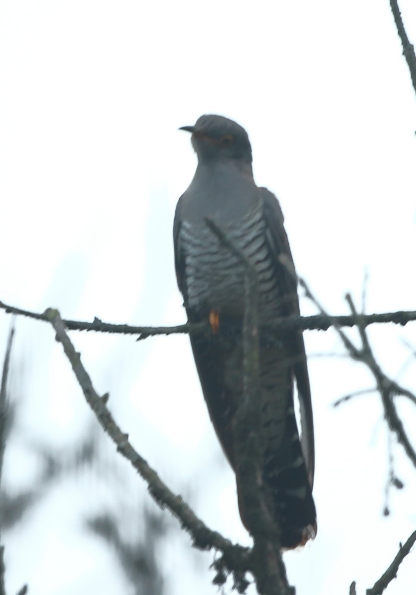 Common Cuckoo - ML631139555