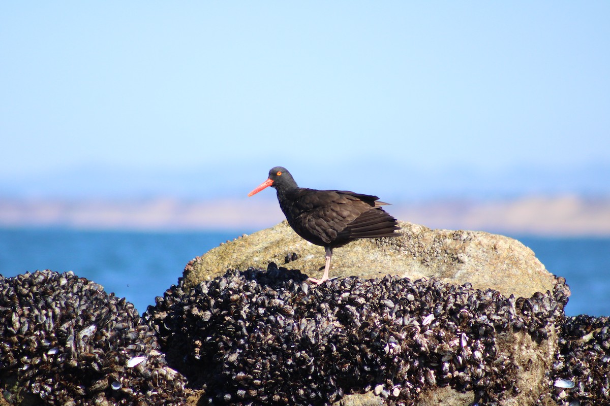 Black Oystercatcher - ML631139676