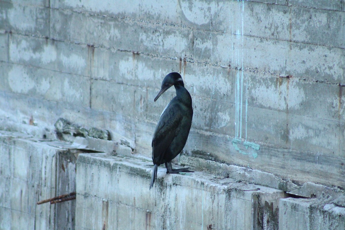 Brandt's Cormorant - ML631139681