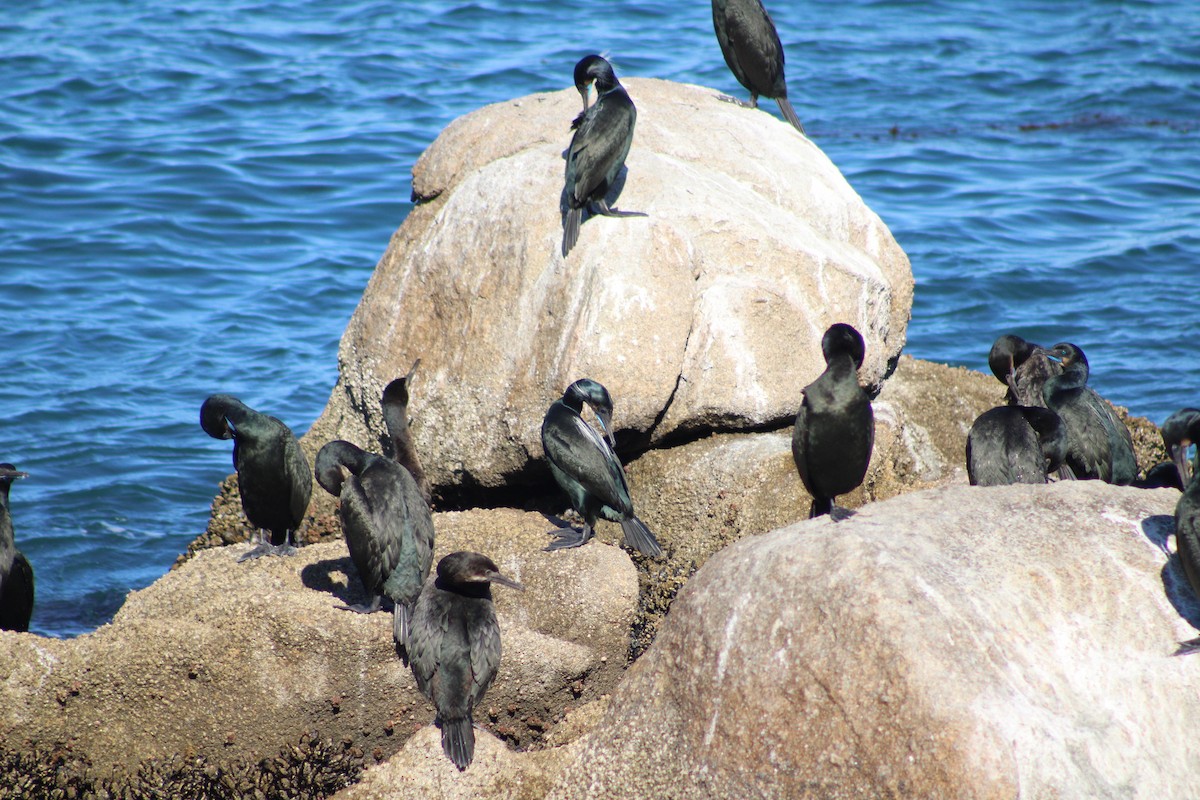 Brandt's Cormorant - ML631139682