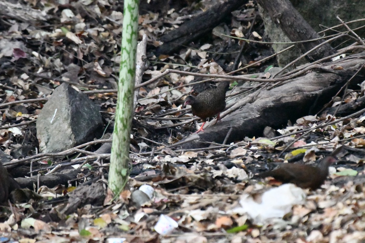 Red Spurfowl - ML631139755